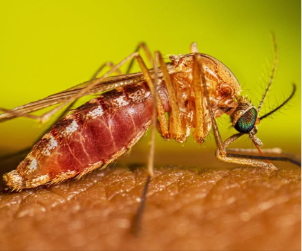 Orange County Confirms First West Nile Virus Deaths of 2026